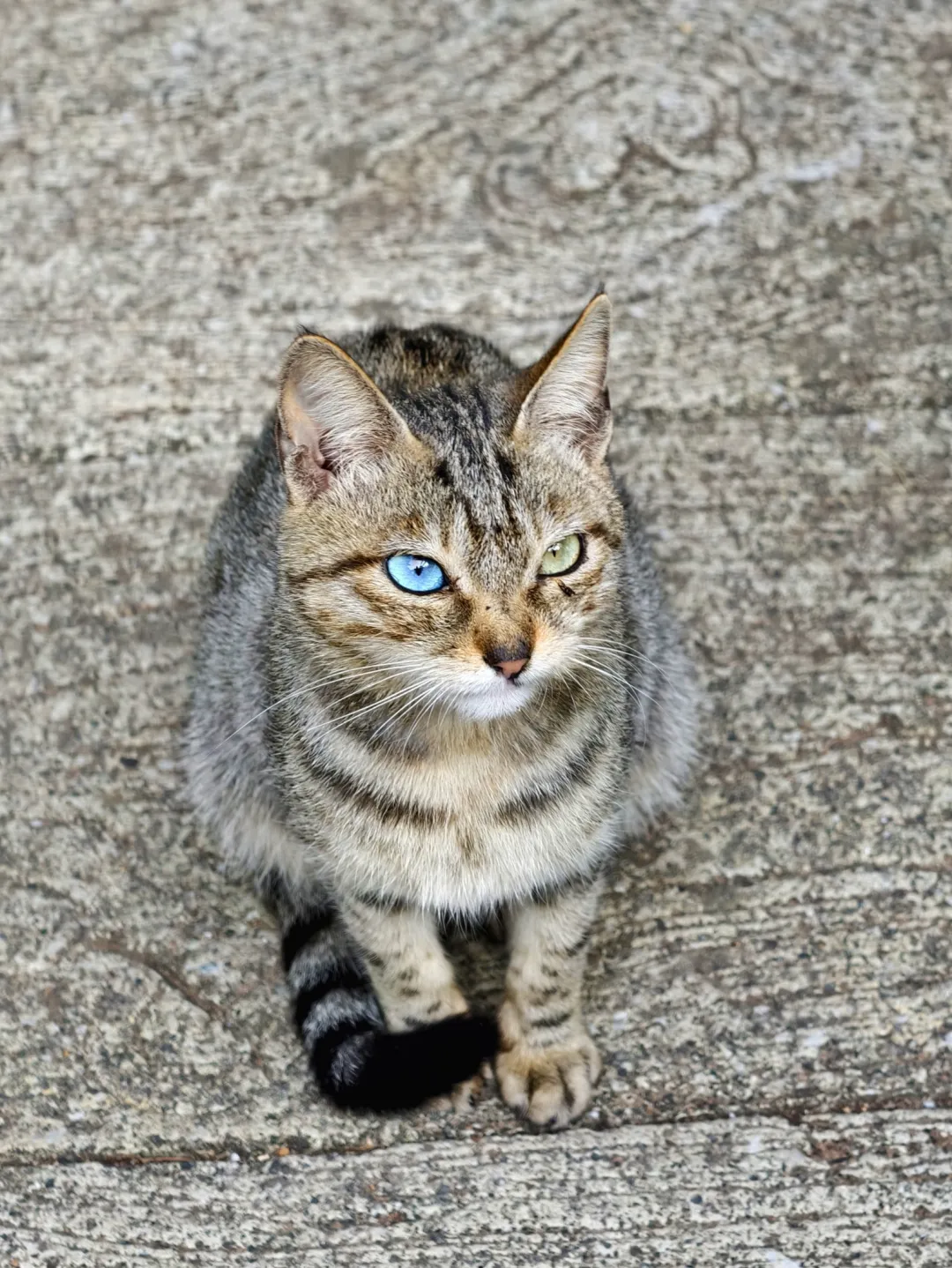 终于拍到异瞳狸猫，锦鲤猫级别