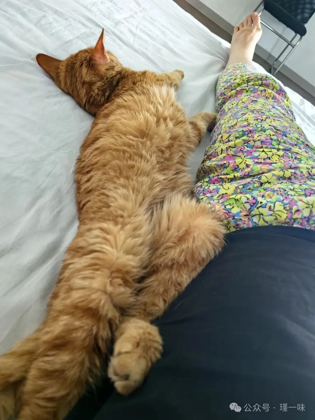 人间再无小“绿茶”，小橘猫安乐死，一路走好！