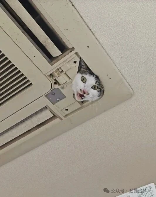 艺术还真是来源于生活呀