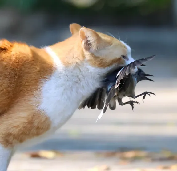猫咪一天吃几顿饭才最科学？