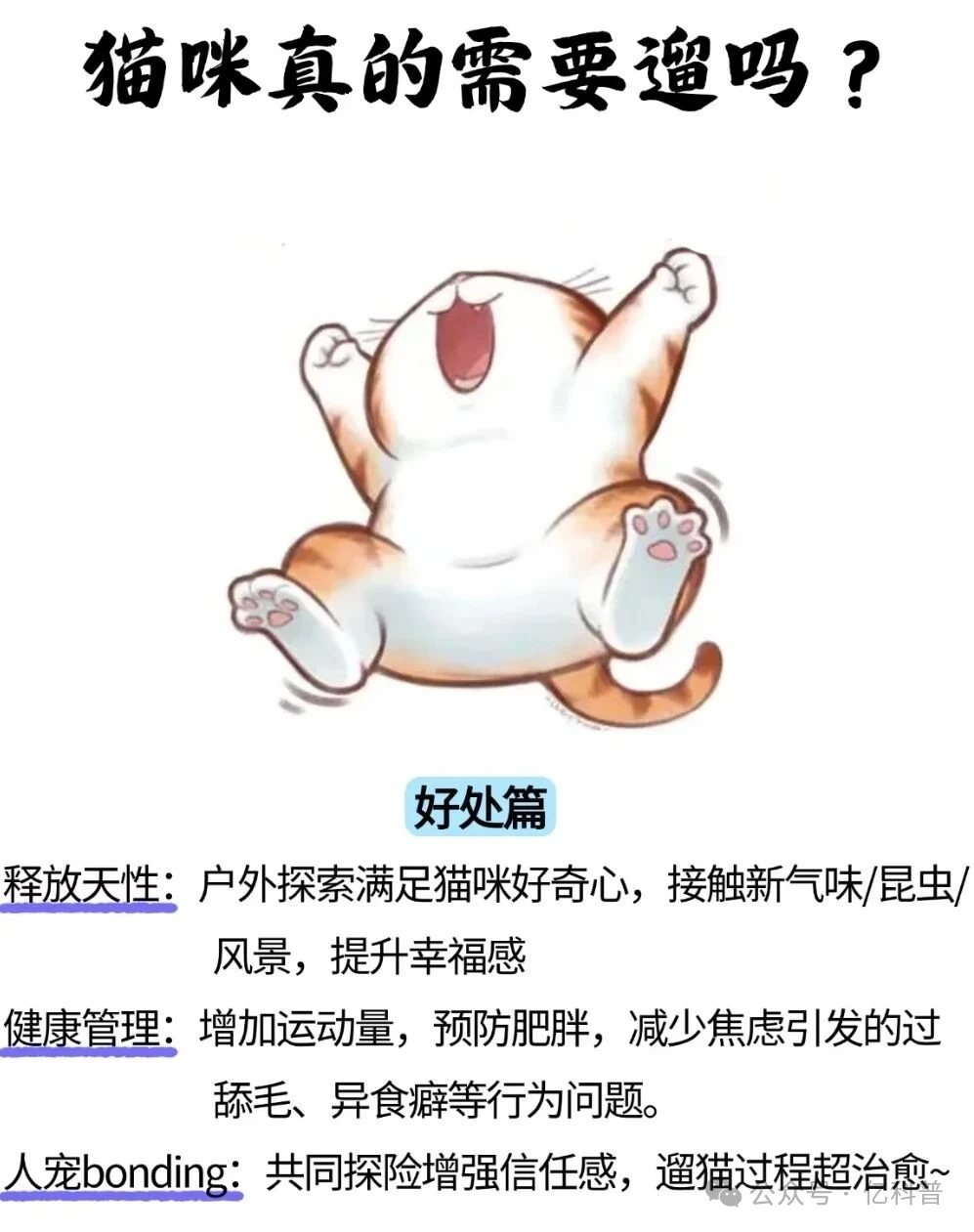 遛猫半年真香！第一个遛猫的我愿称之为天才！