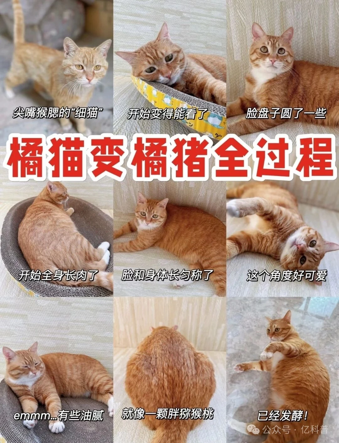 橘猫变橘猪，出肉率真的是太高啦