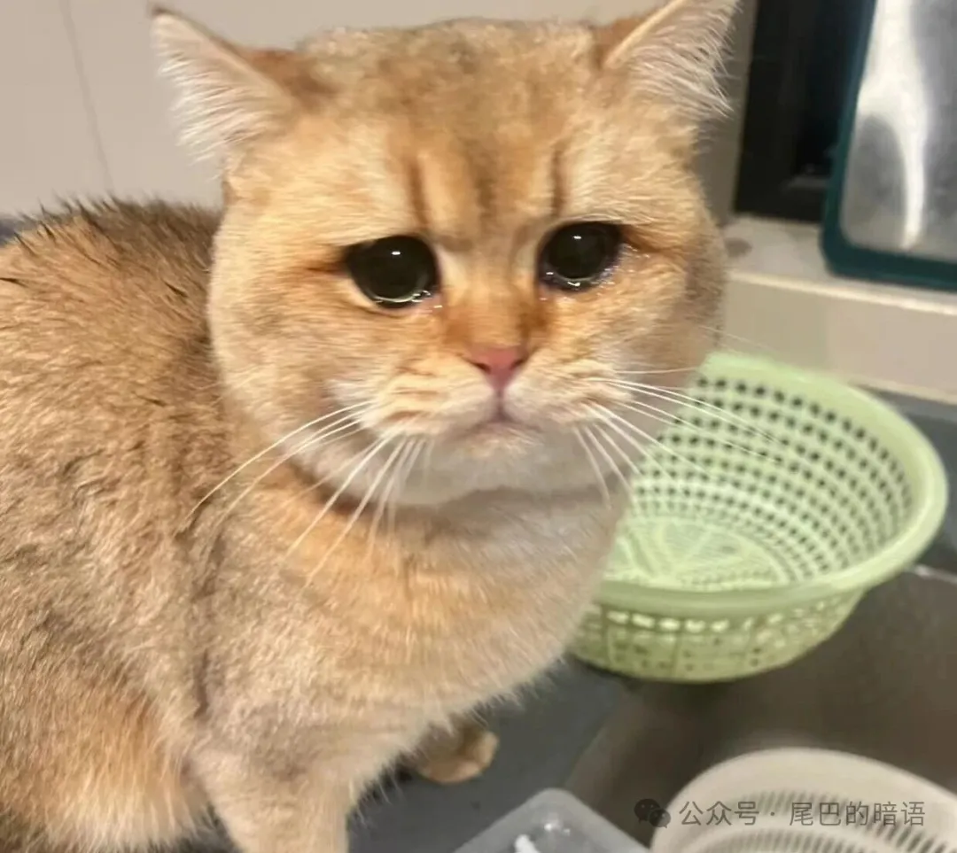 猫咪挨打的时候，为啥不敢反抗？这些原因让人泪目……