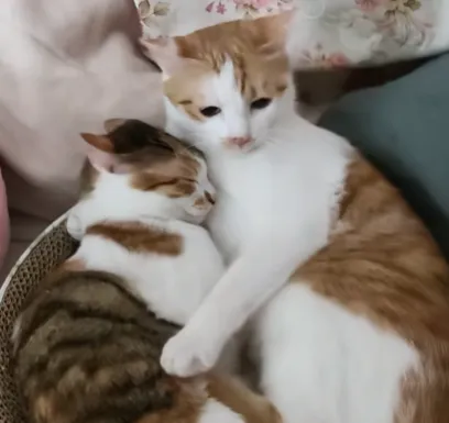 主人想给半岁小猫断奶，猫妈却疯狂护崽…有妈的孩子像块宝！