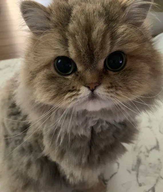 怎么有这么好看可爱的小猫咪呀？