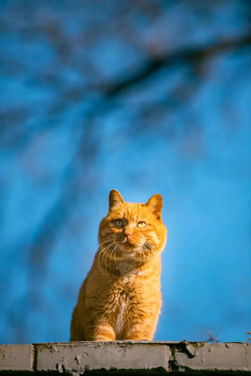 北京胡同里的胖墩橘，脸大得像个太阳