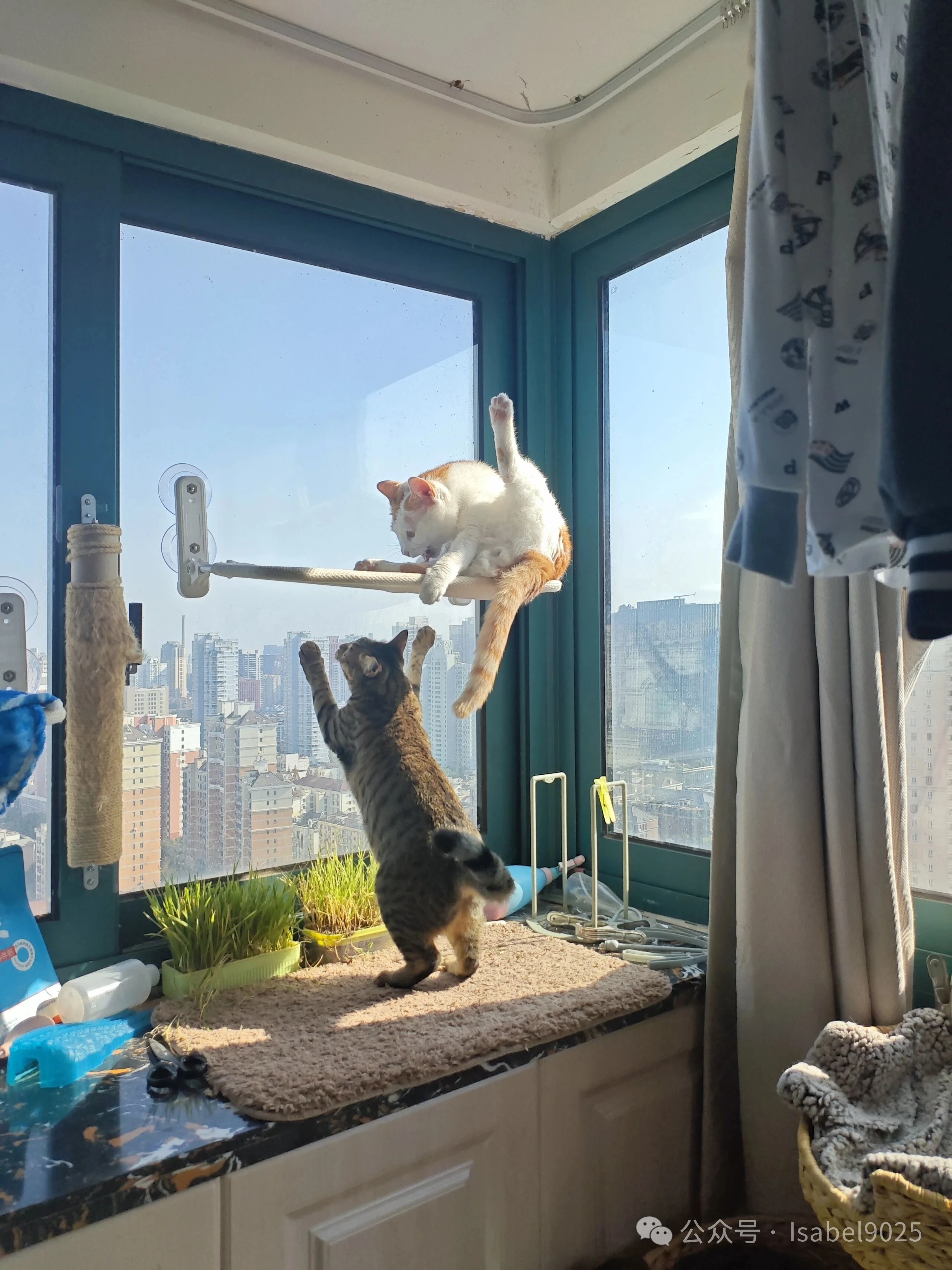 周末下午的阳台小猫们