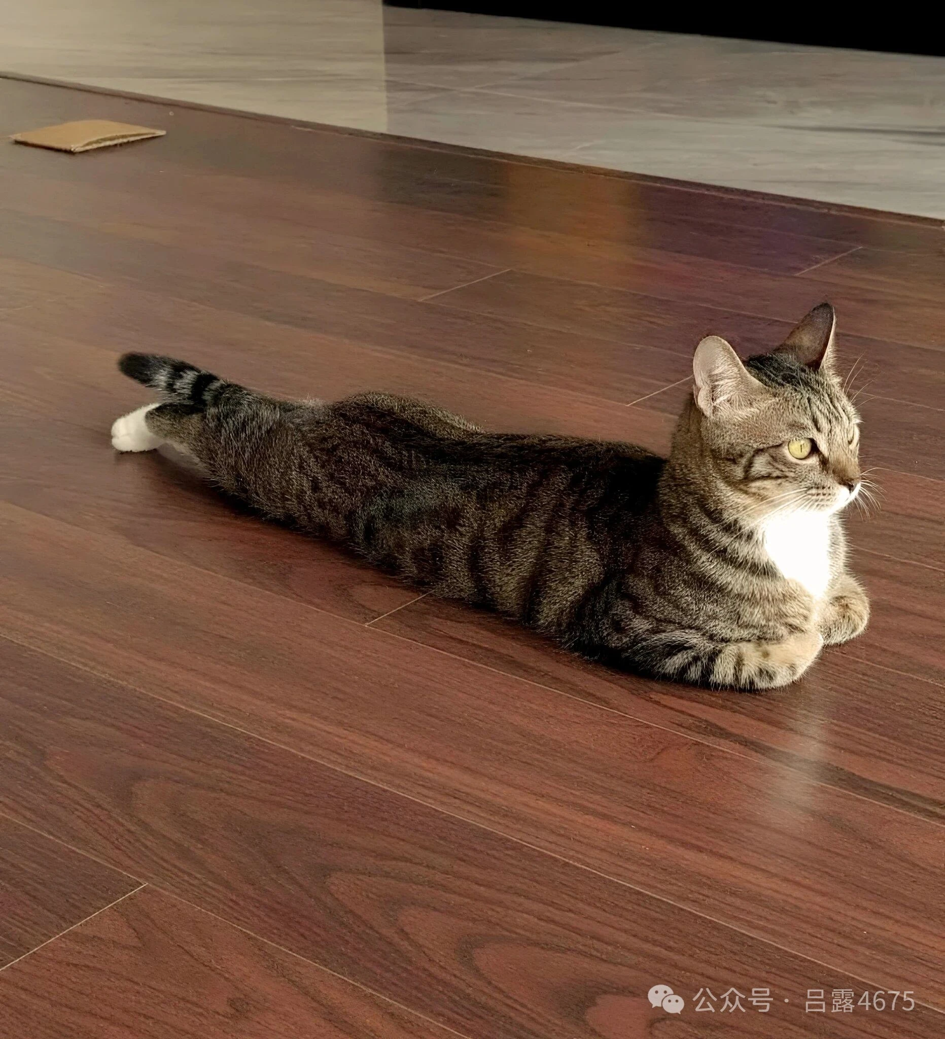 猫只是我的代号，我是一个古老的埃及人！！