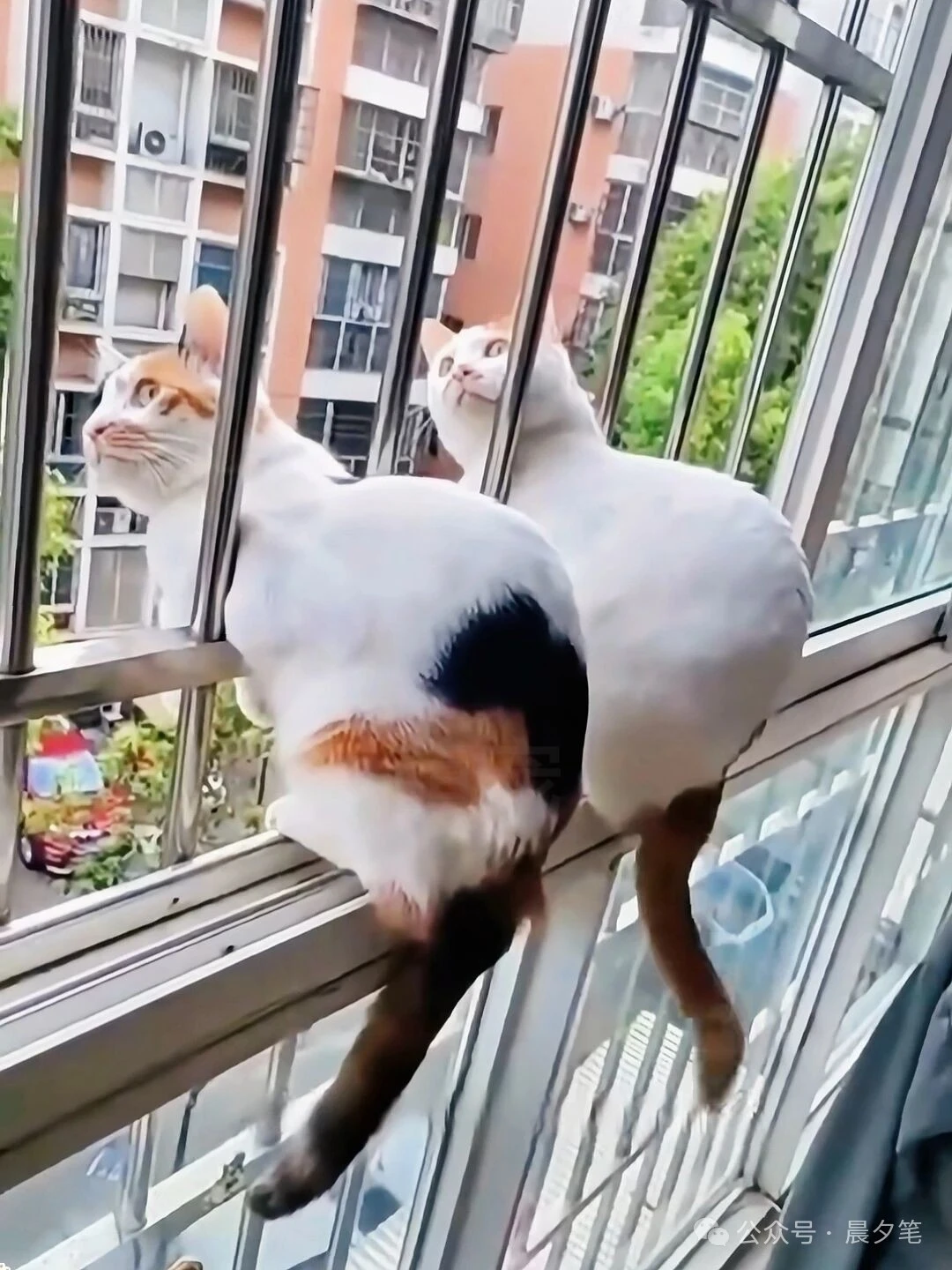 楼上到底啥热闹？这俩货趴窗栏杆，吃瓜一下午，眼睛都看直了！