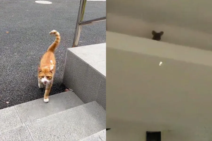 小姐姐用罐罐邀请流浪猫上门抓老鼠，结果这猫超靠谱，直接蹲守三天，最终成功捕抓老鼠
