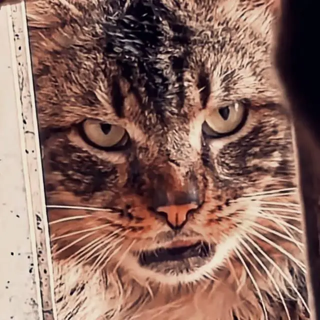 狸花猫在外打架负伤，拖着包扎的腿也要出门“平事”。网友：猫界“霍东风”？