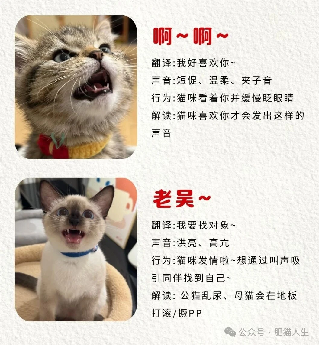 年轻人一定要多听猫叫，对心脏好！