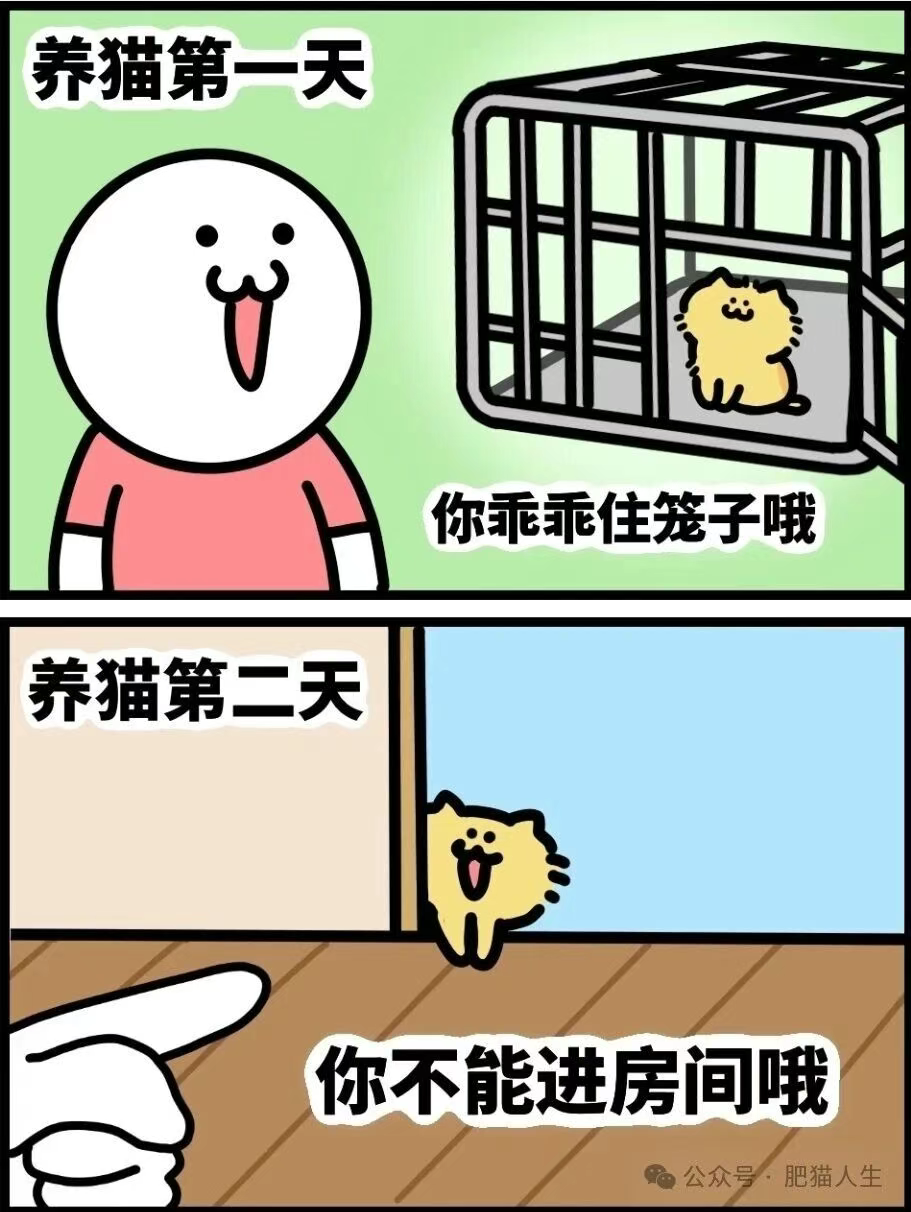 养猫第一天vs养猫一年后