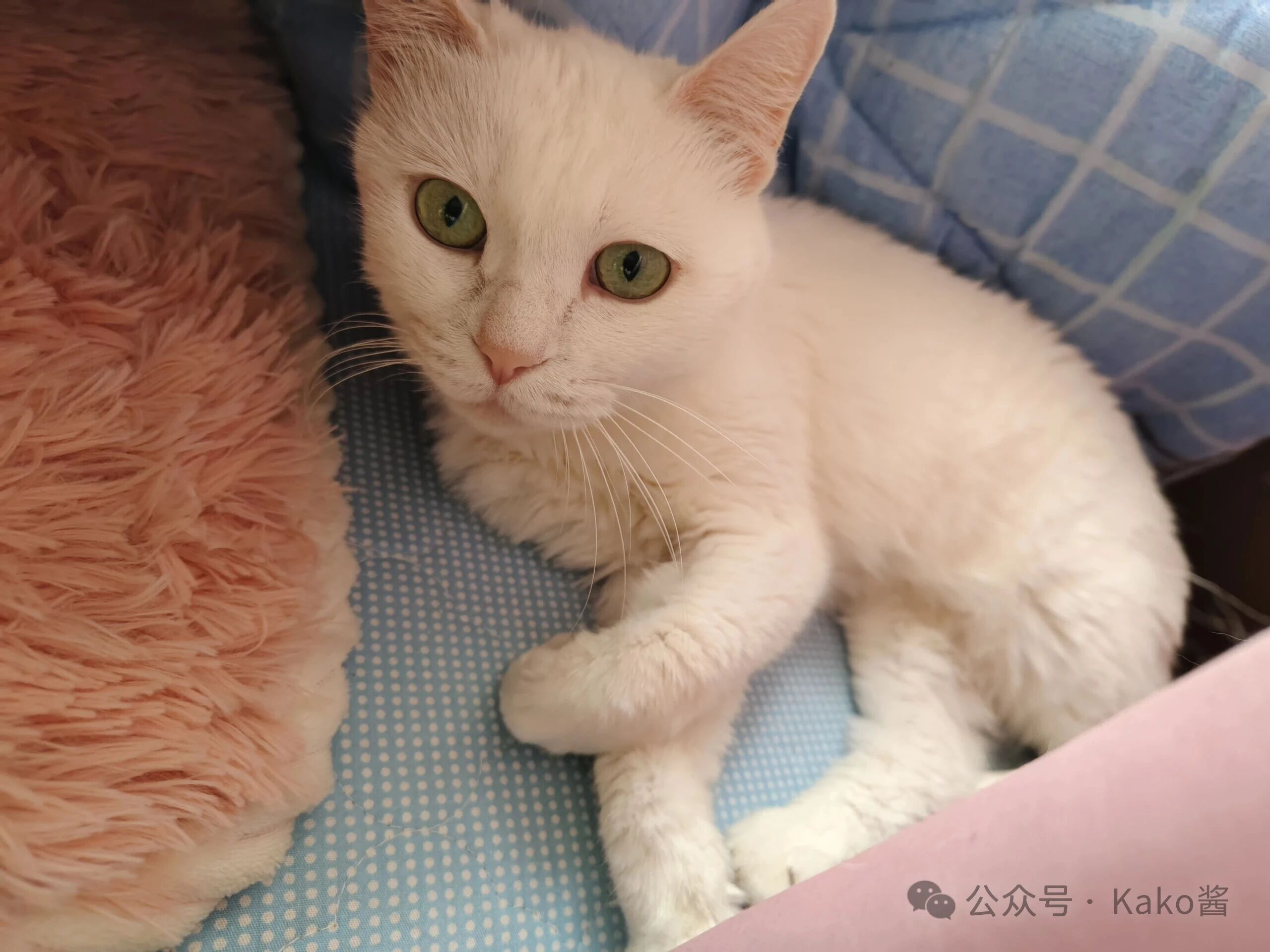 关于养猫的小妙招 你真的了解你的猫咪吗？