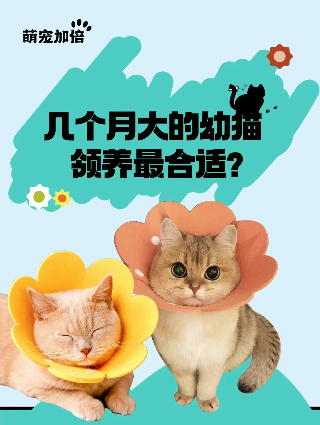 😺几个月大的幼猫领养最合适？