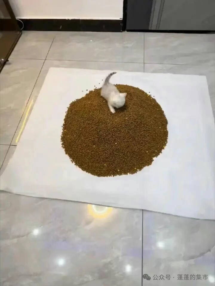 出差一周，小咪够吃吗？