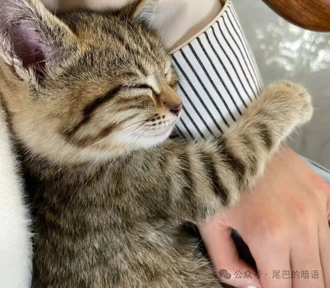 养猫久了才明白，猫咪有这几种小动作，是把你当“亲妈”了！