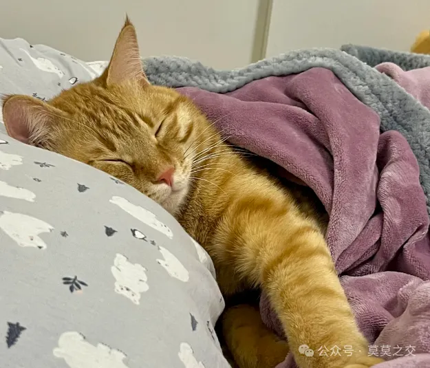 猫咪上床到底脏不脏？别纠结了，这几大真相，看完安心睡！