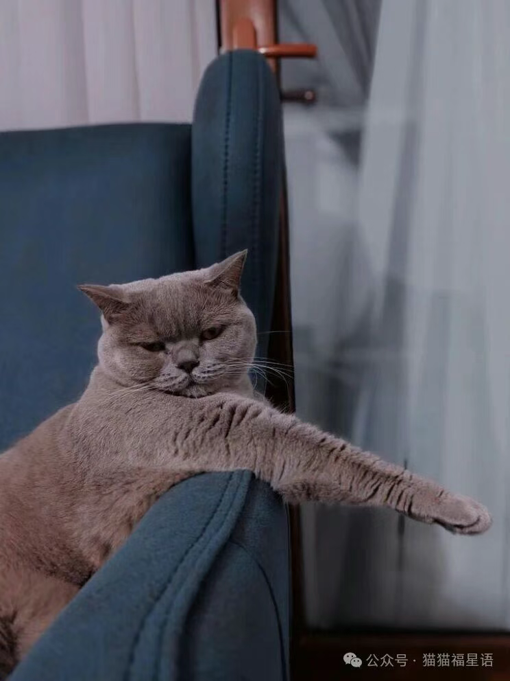 谁说我是小短腿来着？先看看我这胳膊～