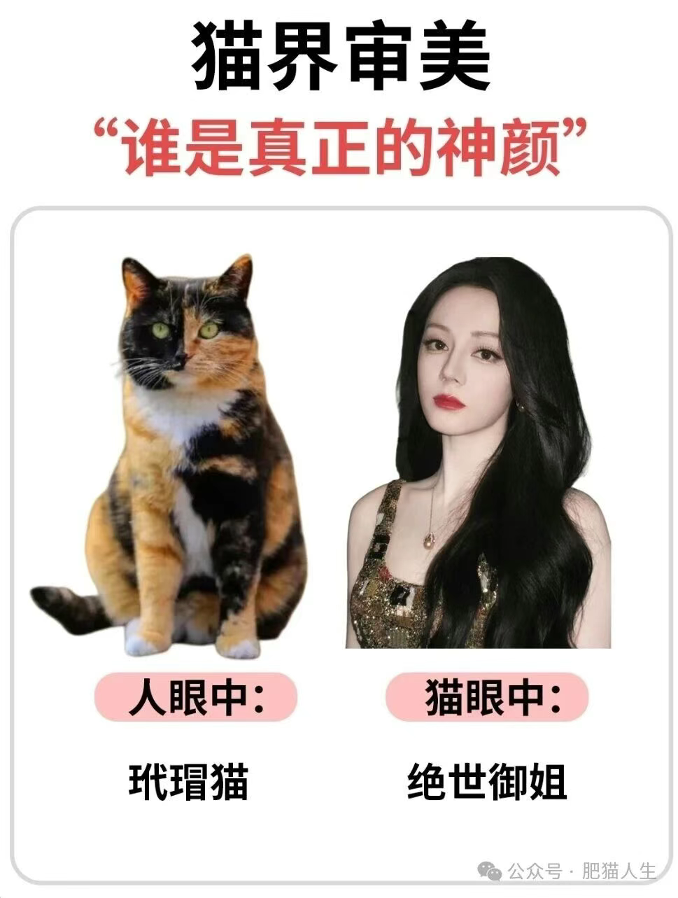 猫咪的审美vs人类的审美