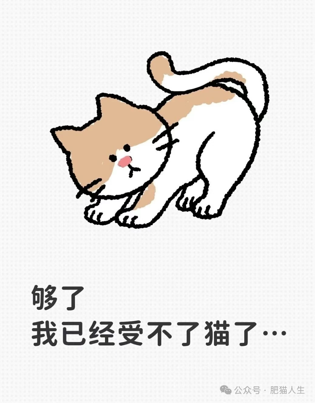 养猫人最崩溃的瞬间