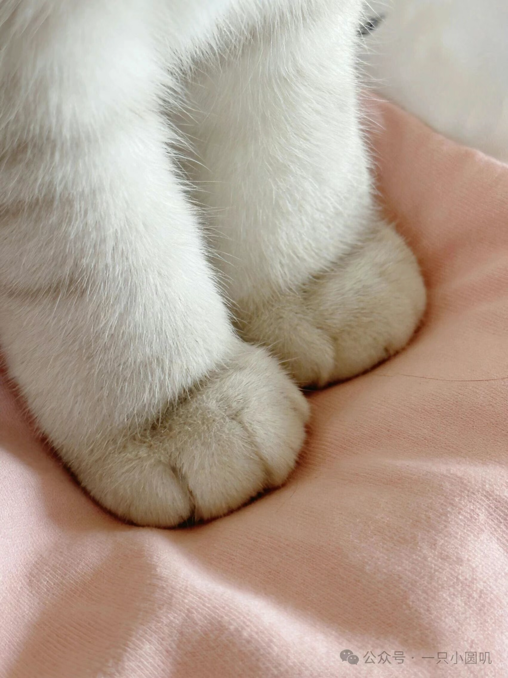 小猫低头真的不会被自己的爪子萌晕吗！！？
