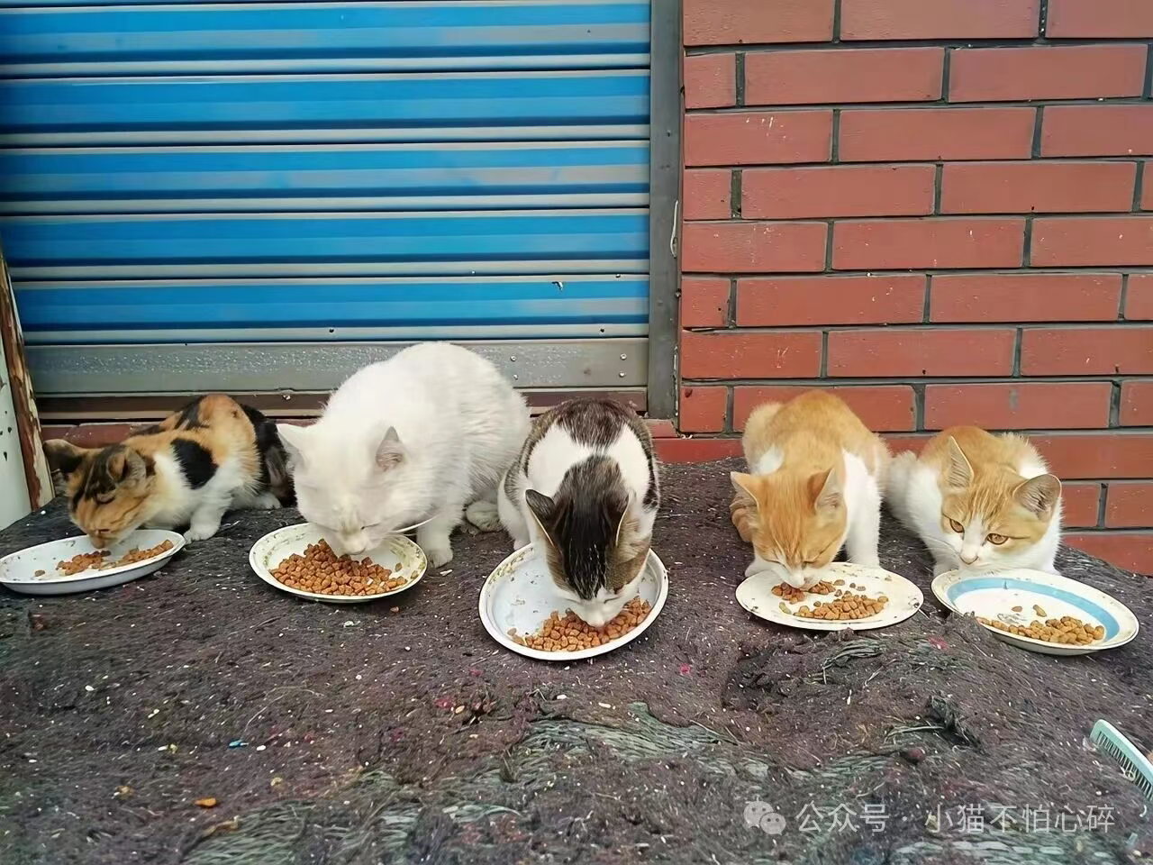 79岁奶奶退休金大半喂了猫？17年收养几百只，小区都叫她“猫奶奶”