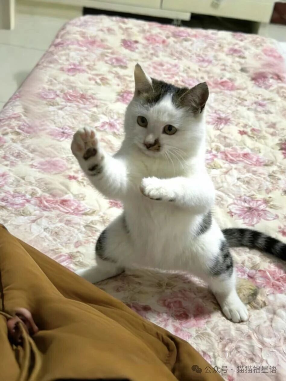 来吧，比试！看我这套掌法，我要与你一较高下！