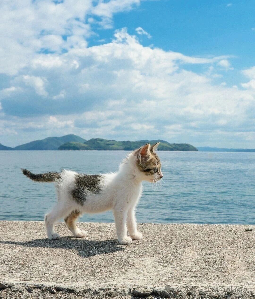 多像曾经的自己，小小的就有了不羁的梦想。