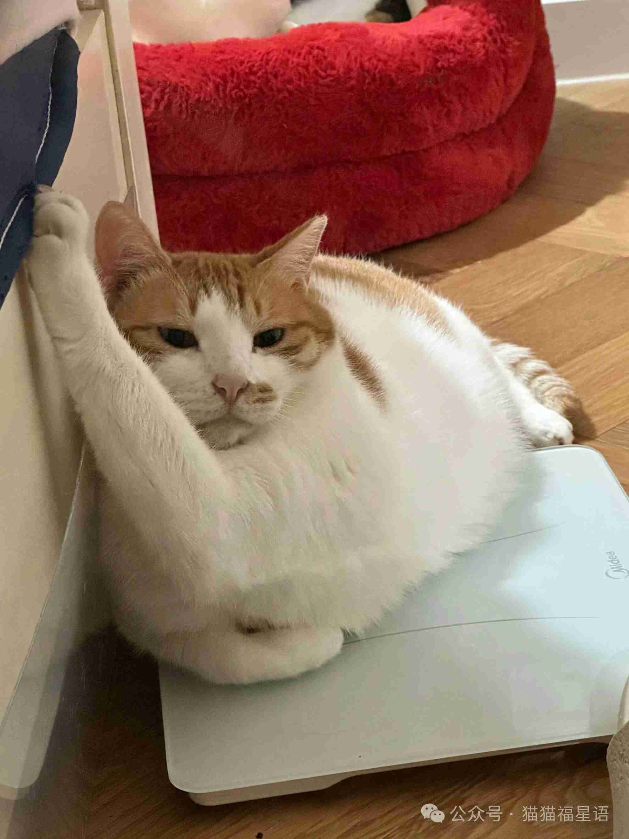 谁懂啊！这胖喵爪子被挂住了还假装淡定！