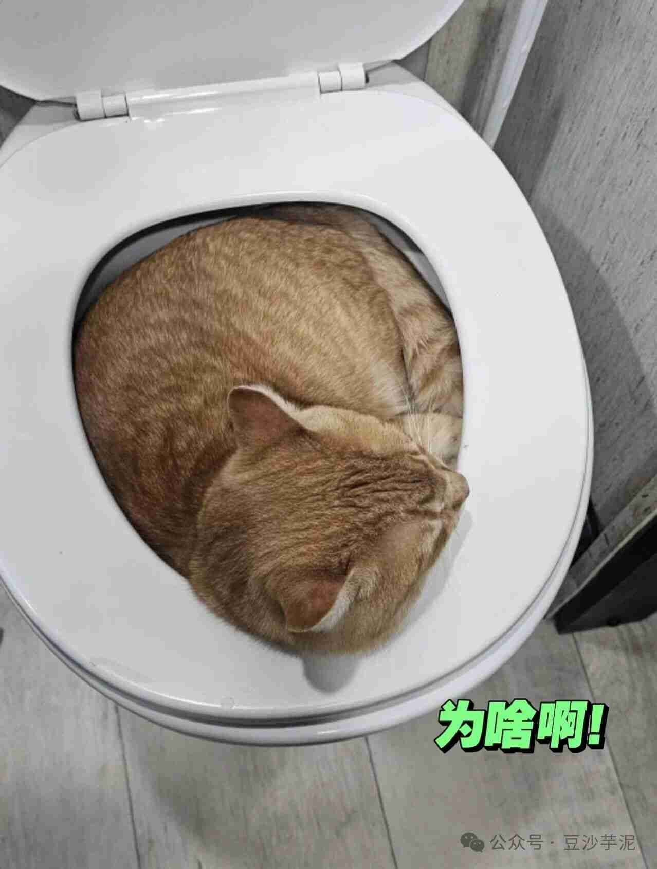 猫咪不在猫砂盆里面尿尿是想告诉你这些