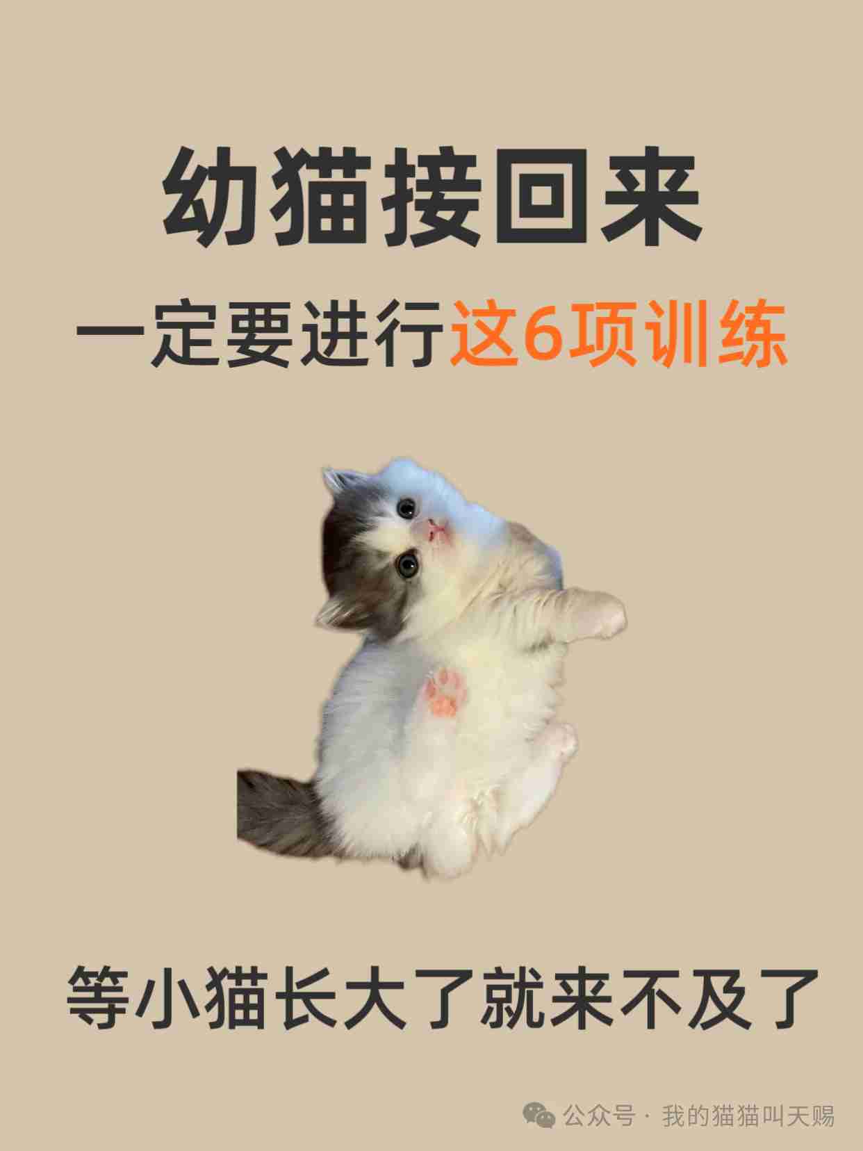 幼猫黄金训练期！6大必学技能，错过难纠正