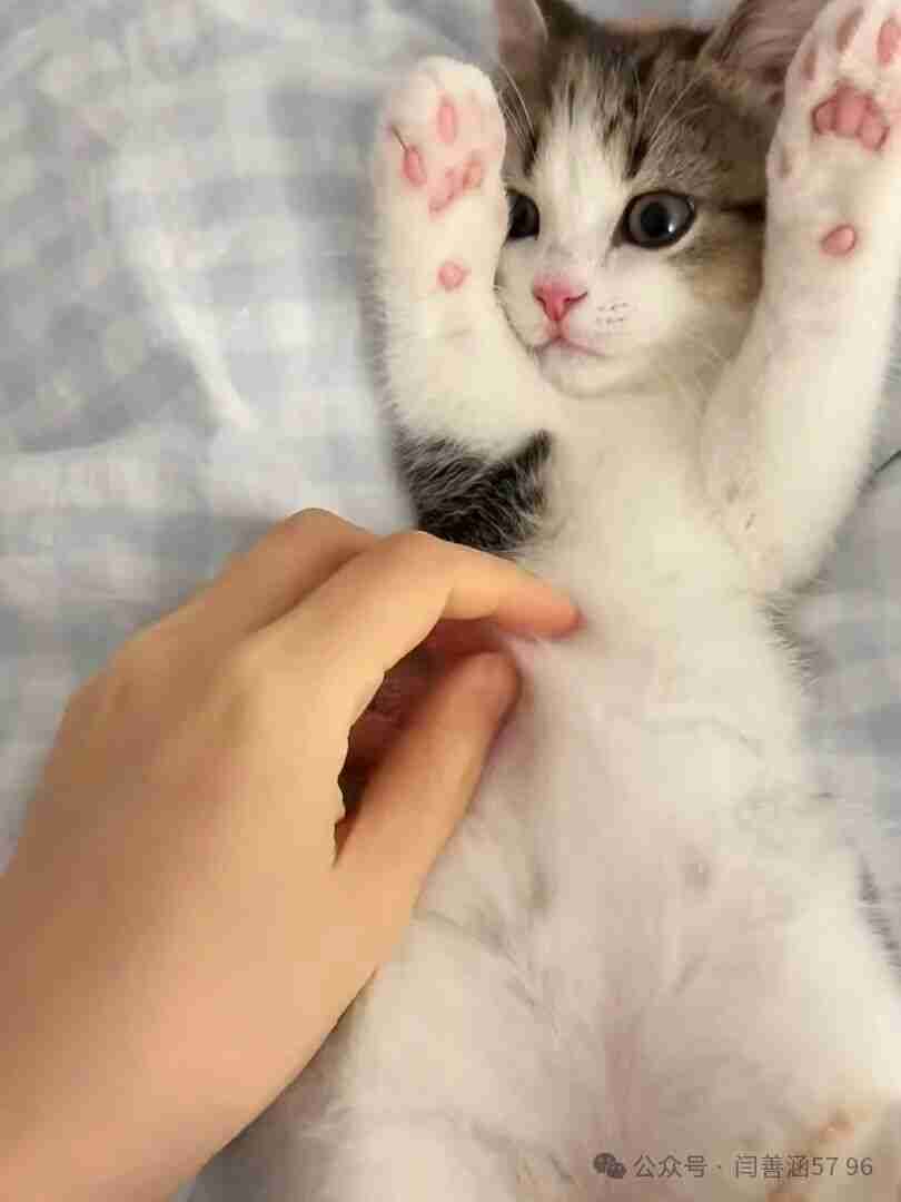 人，不可掏咪的小裤裆，只能摸 jiojio！