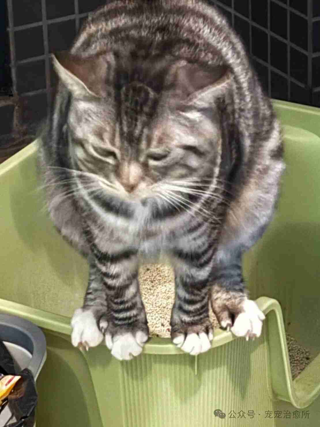 我就想问，谁家正经孩子这么上厕所啊！