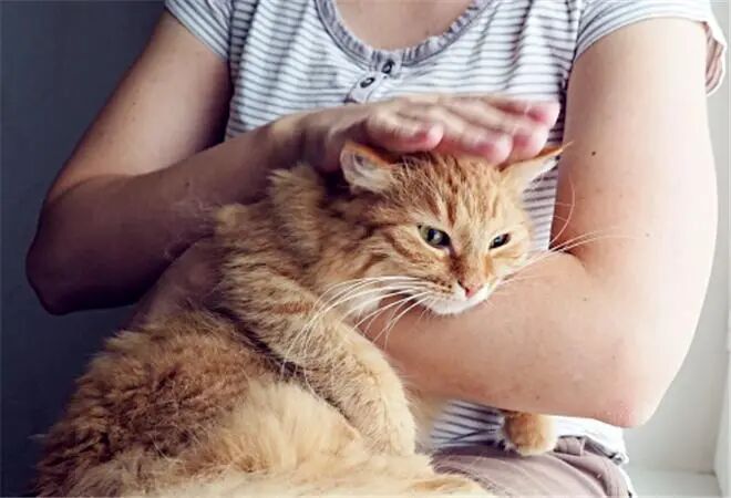 猫咪为什么在享受抚摸时，会突然咬人？背后的这些原因，让人哭笑不得！