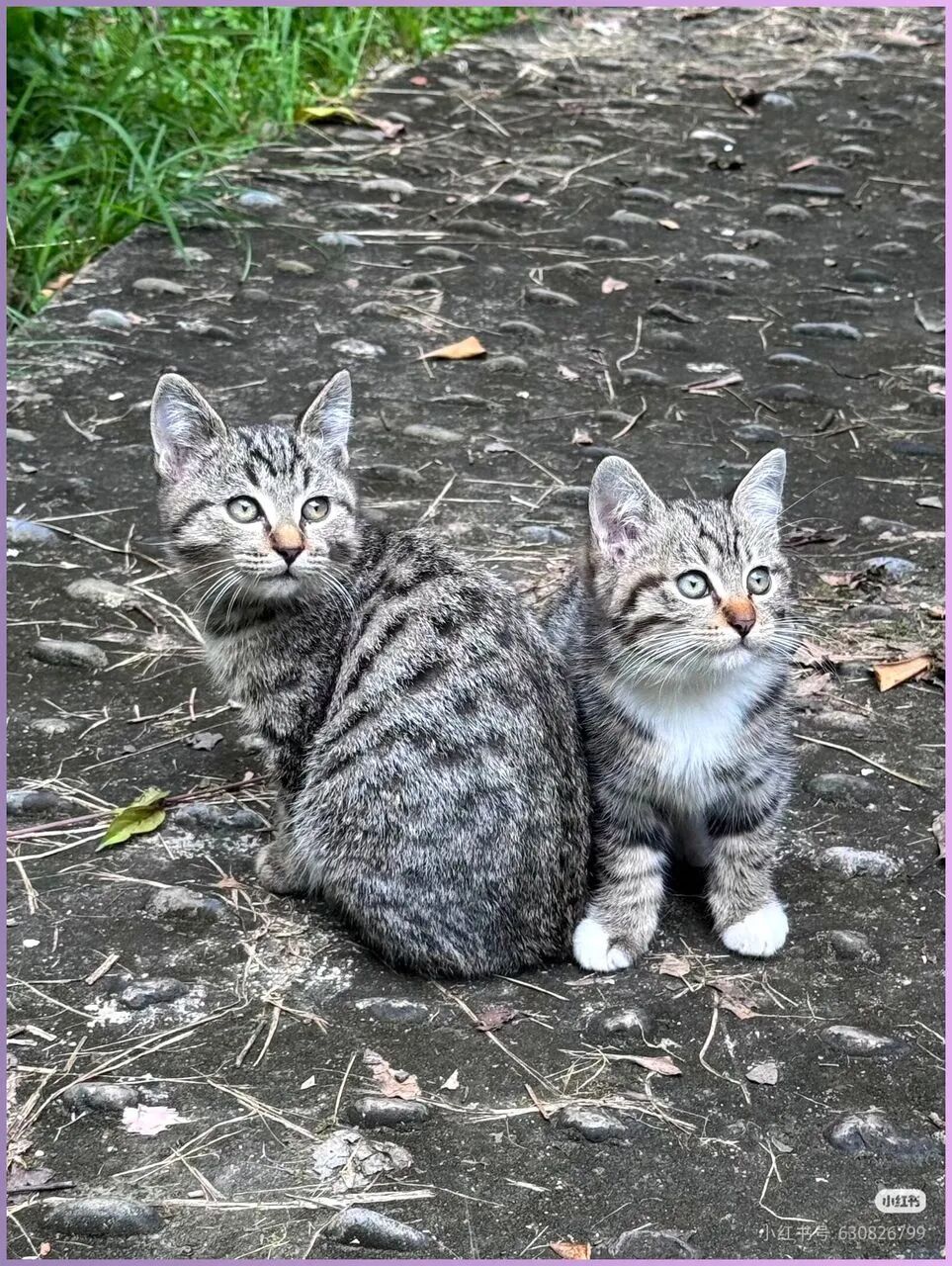 两只小狸花在小区流浪一个月，它们还在等一个愿意带它们回家的人