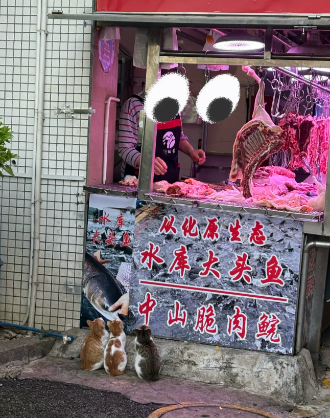 三只小猫蹲在肉摊前，整整齐齐等肉吃，网友：看得心软软的