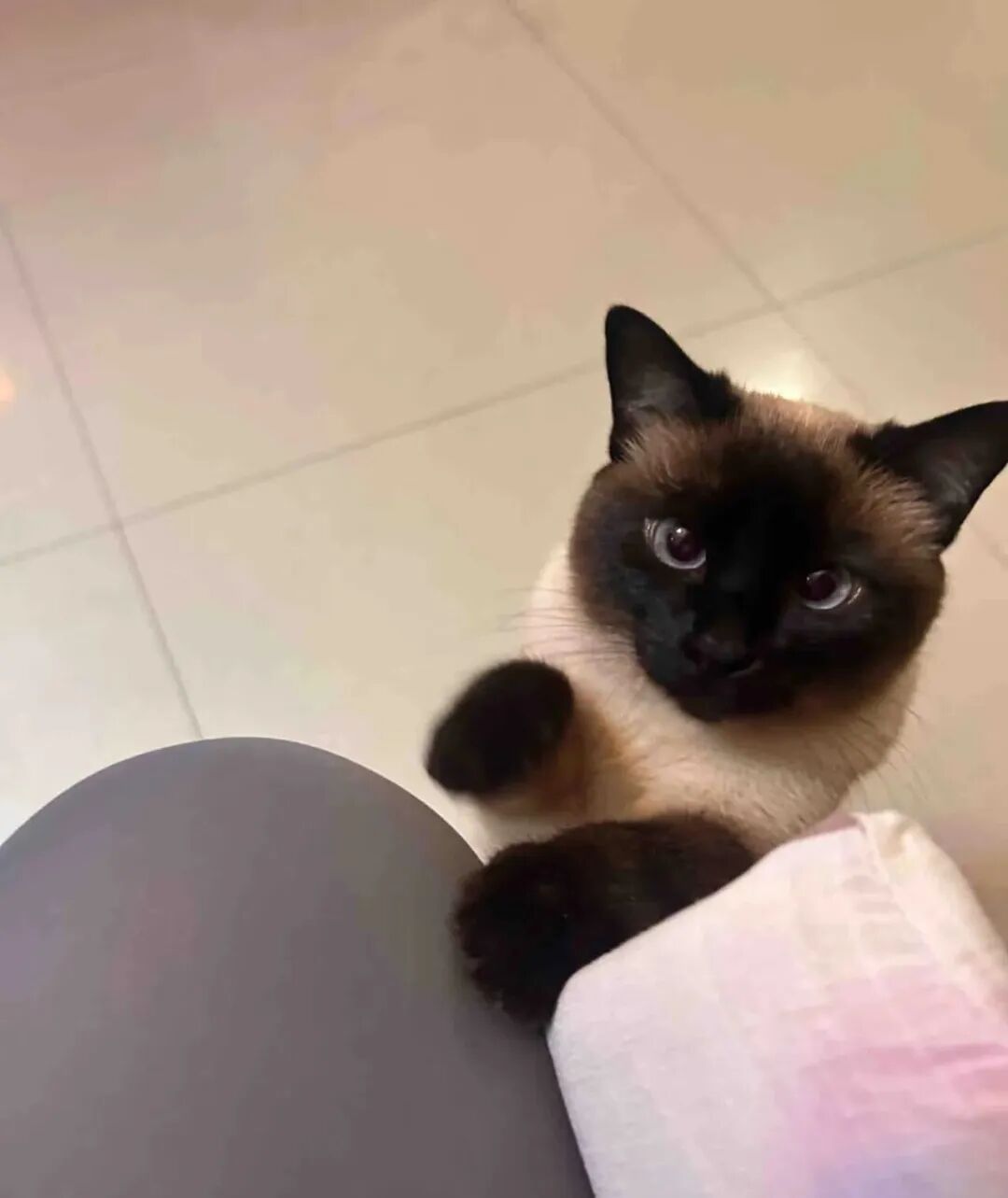 猫咪可以独自在家几天？别被自动投喂骗了——春节猫咪留守指南