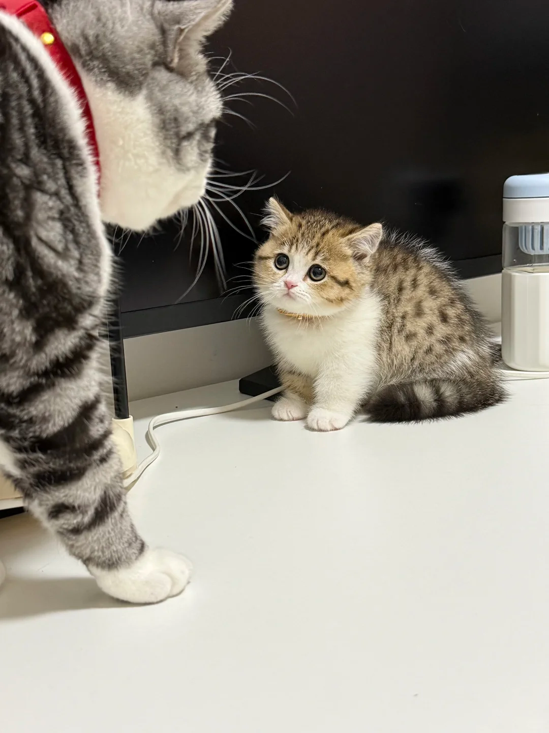 网友分享自己养了颗海胆当宠物，本来想看看又是什么奇人异宠，点进去一看：大喊送我啊！
