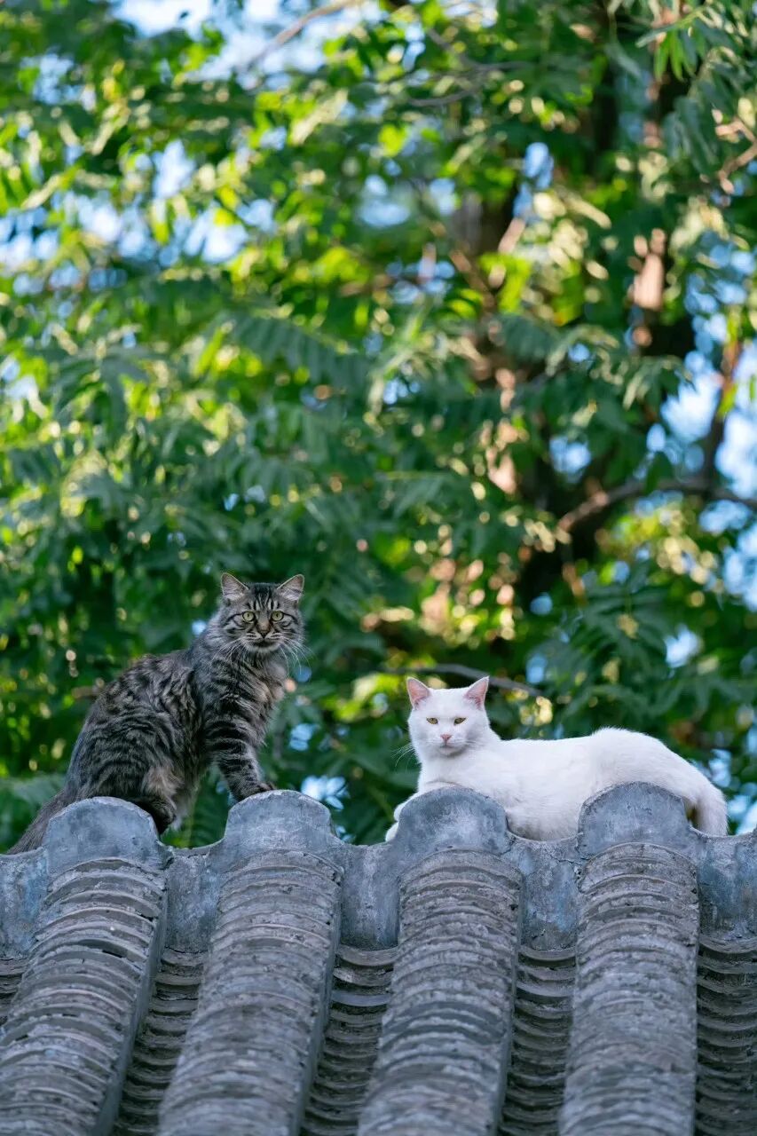 日子久了，屋顶就会长出猫来