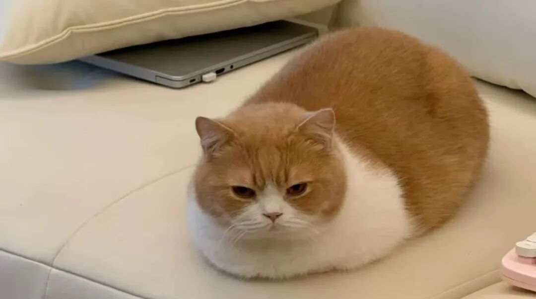 猫咪是怎样认出主人的？方式让人惊讶，看完之后更爱它了！