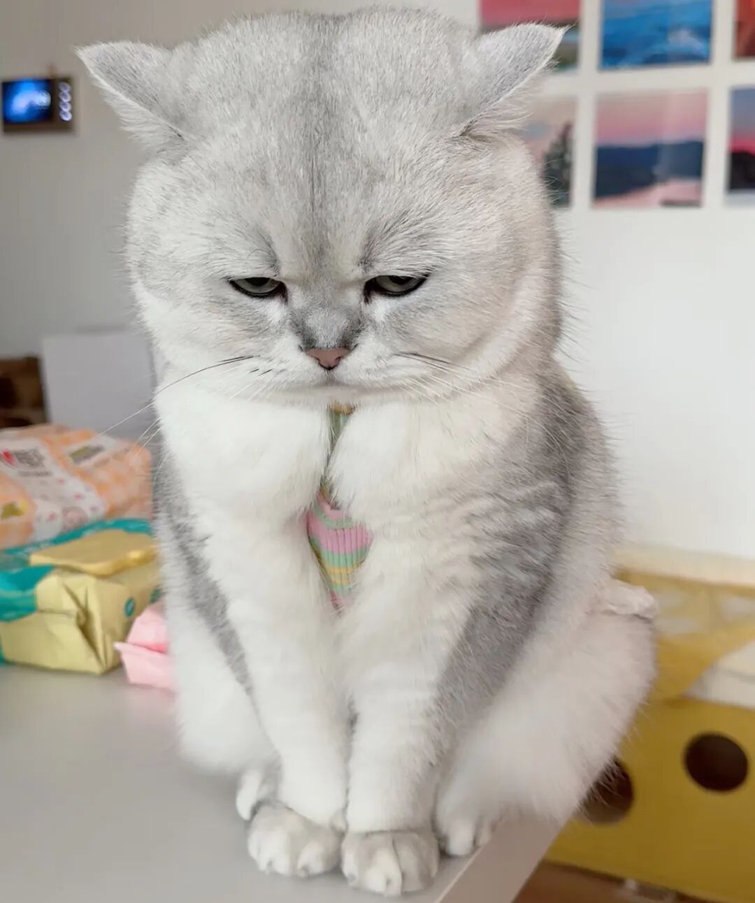 如果猫咪有这些迹象，说明猫正在哭泣，快帮帮它