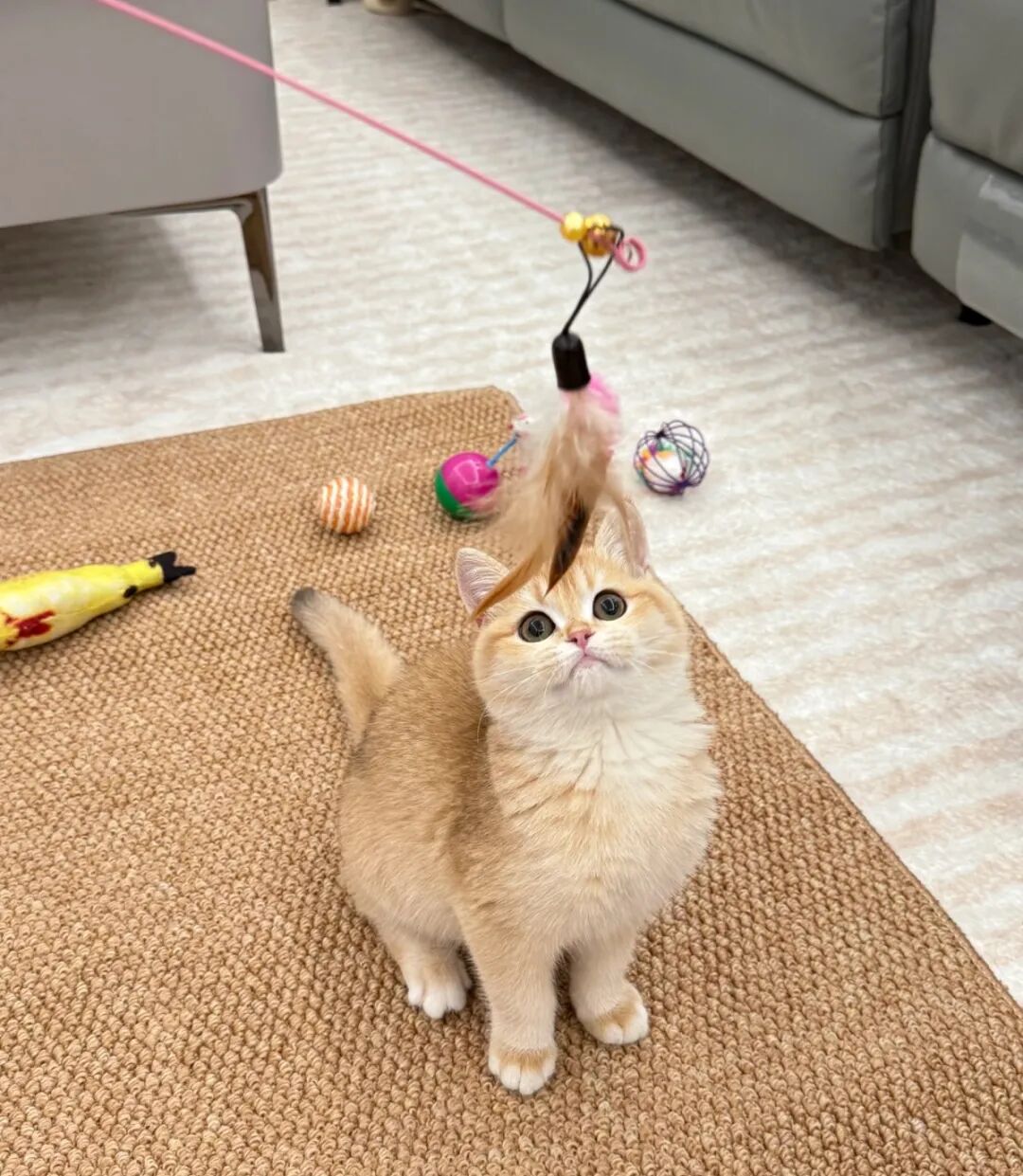 猫咪能听懂人话，这四句话别在猫咪面前说！