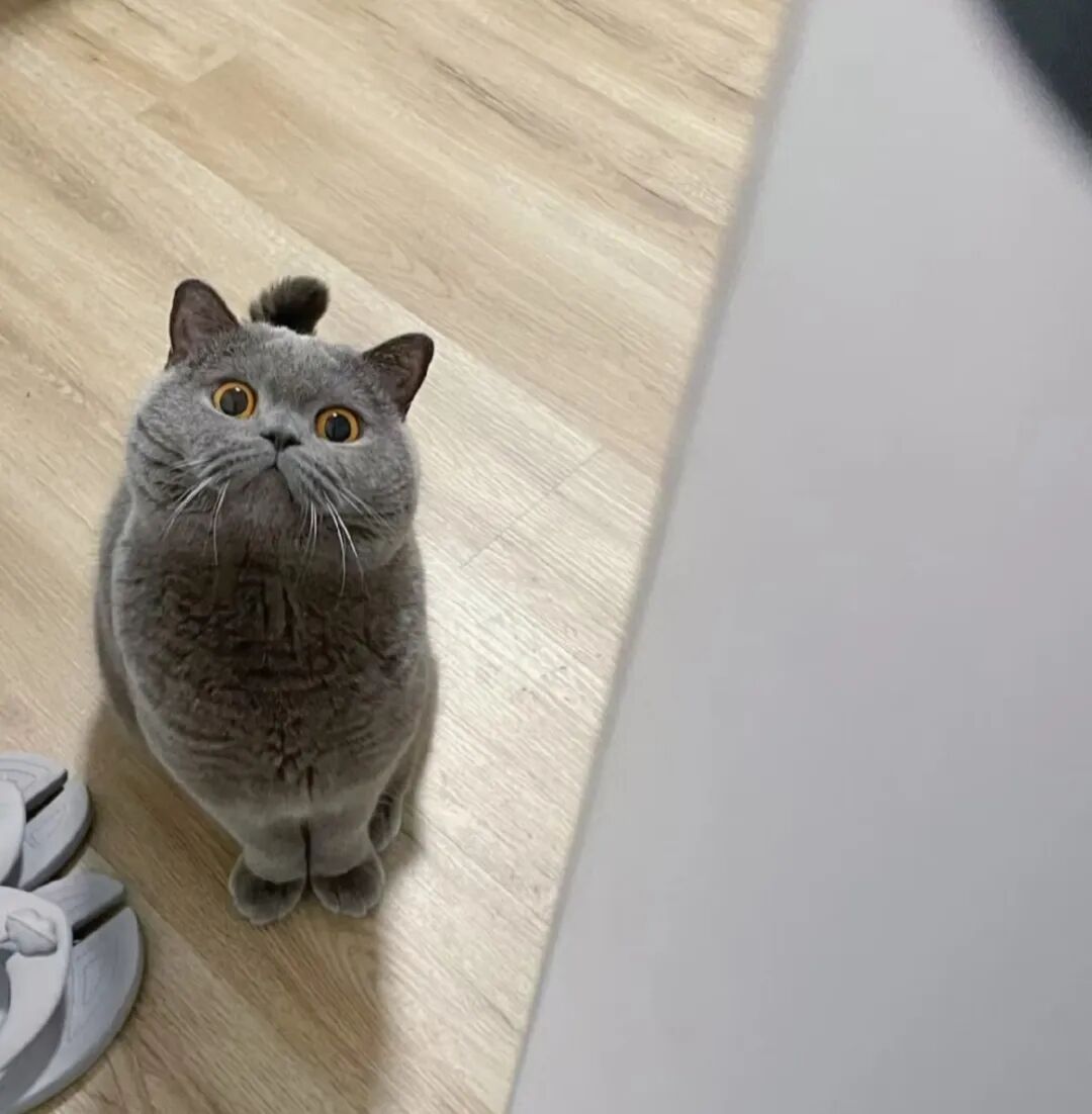 若猫咪有这些行为，说明它很旺家！你家是招财猫还是拆家兽？