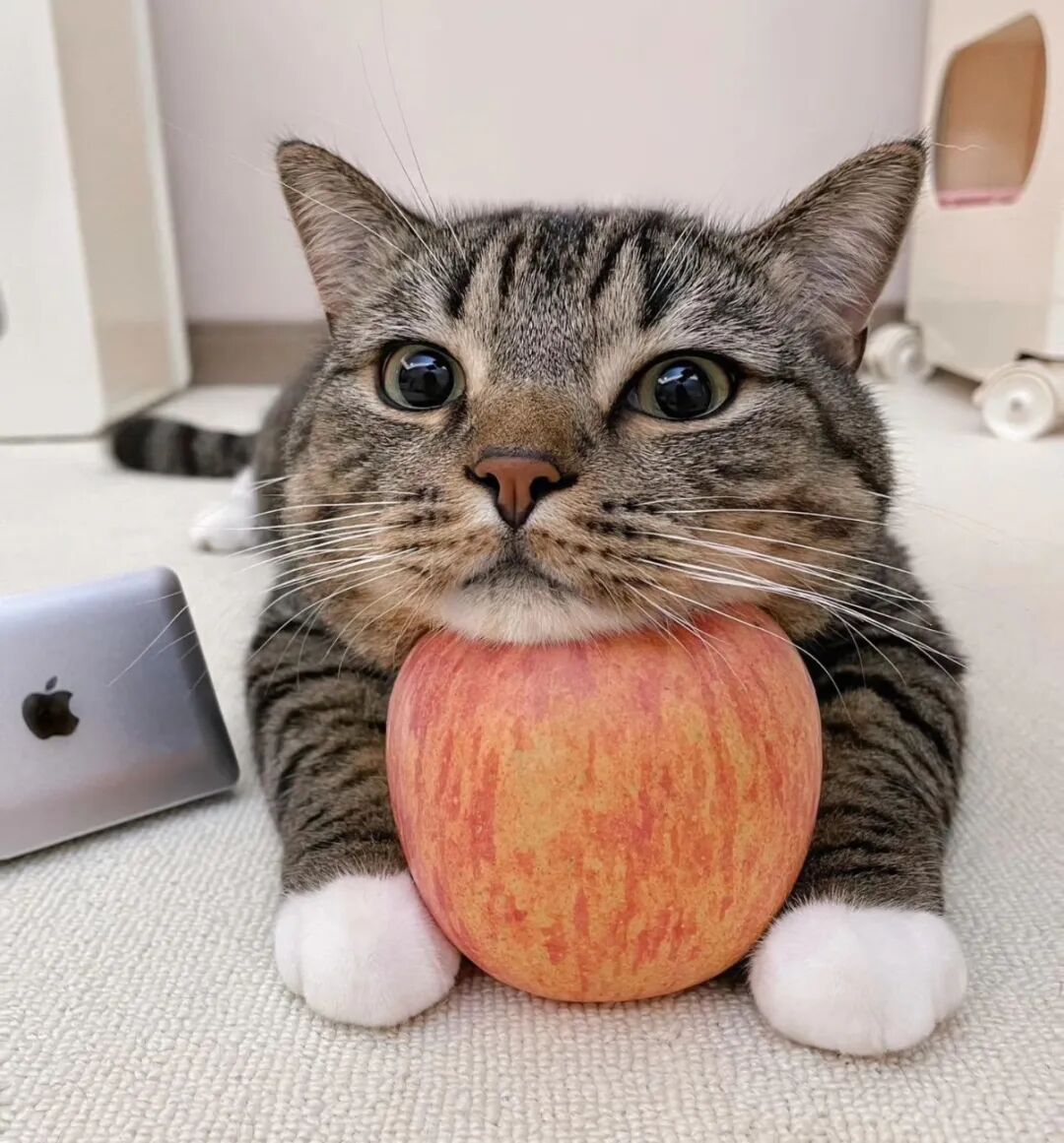 人到中年，需要养一只猫