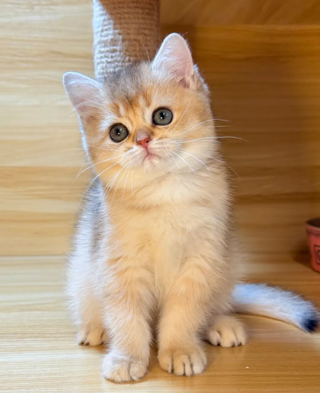 越叫越穷的4种猫咪名字！好多人还在用，难怪你家财运不好！