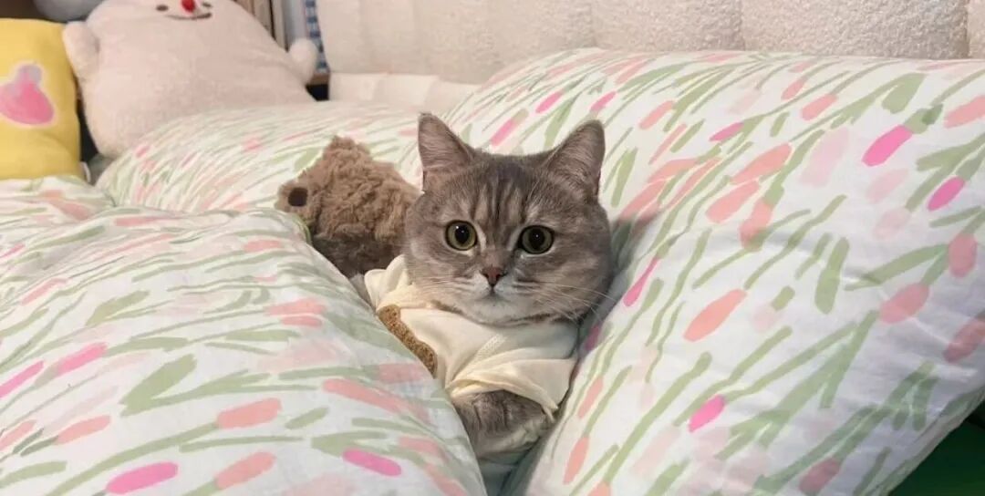 猫咪睡在床上的位置不同，意义也不同，快看看你家猫属于哪一类？