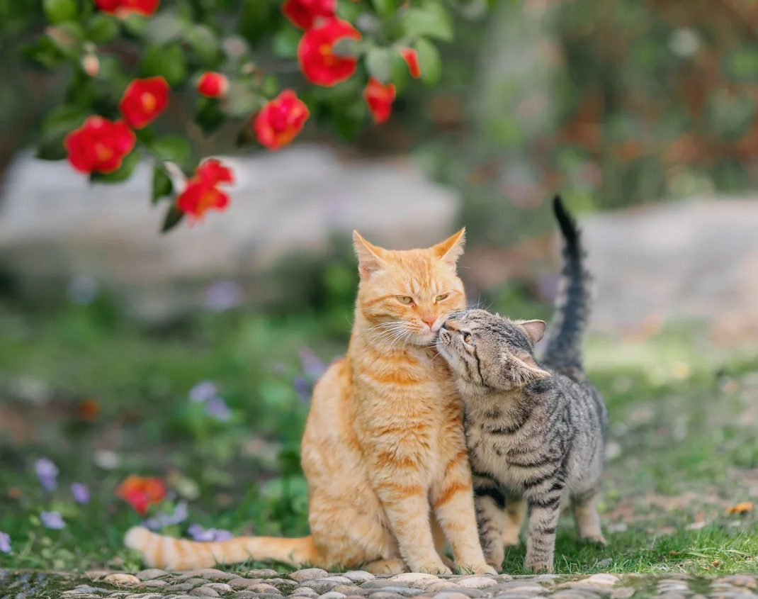 养猫多年才发现，绝育的猫和不绝育的猫，区别真的很大！