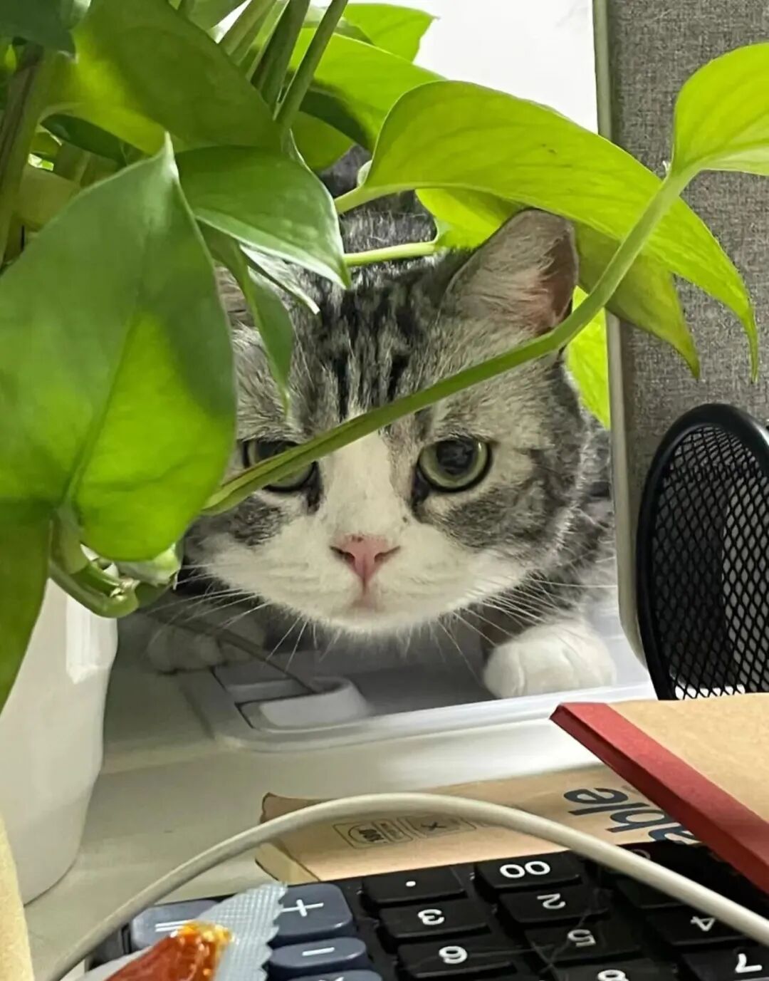 同事总是在隔壁工位暗中观察我