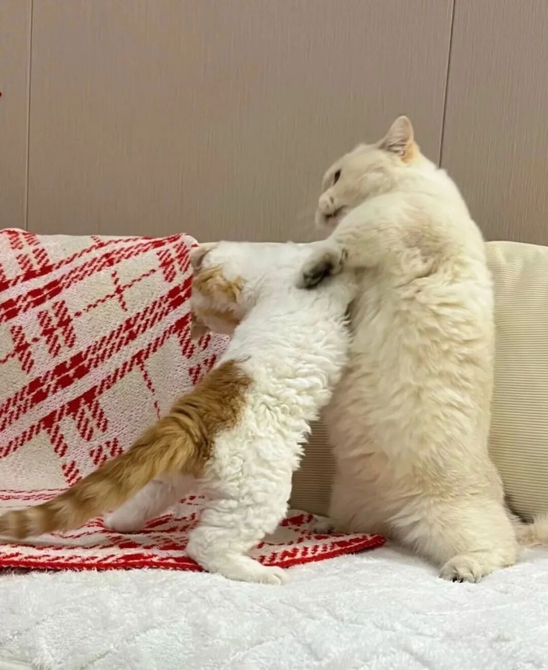 一山不容二虎，一家不容两猫，世子之争～